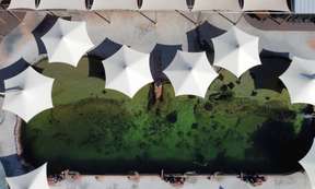 Reef Shark Snorkel + Entry Pass