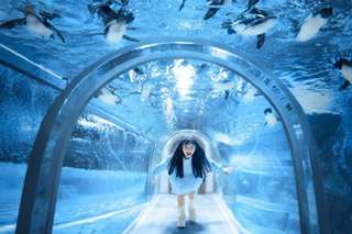 [China] Shanghai Changfeng Ocean World Tickets