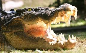 Hartley's Crocodile Adventures from Port Douglas | Queensland