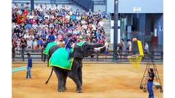 Thailand Bangkok Pattaya 4D3N Thai Traditional & Elephant Show tour package (SIC-Shared/Join In Tour), USD 152.33