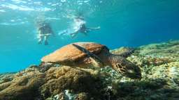 Private Snorkeling 2 Hours, Rp 807.500