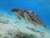 Watch beautiful sea turtles