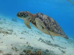 Tokashiki Island & Tokashiki Beach (Okinawa) Tour - 1 Day, AU$96