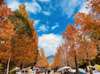 Surround by stunning autumn foliage