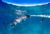 Have the ultimate whale shark experience