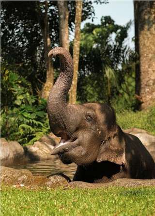 Prigen Safari Park Private Day Tour, RM 242