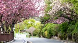 Seoul King Cherry Blossoms Trip