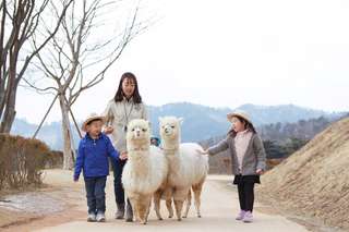 Alpaca World, Nami Island, and Garden of Morning Calm Tour from Seoul, 118,108원