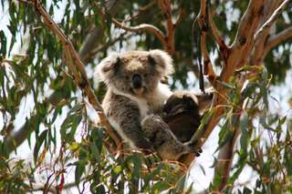 Phillip Island Nature Park - Koala Conservation Reserve
