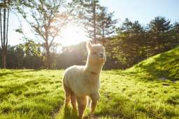 Explore Alpaca World, Nami Island, Petite France & Garden of Morning Calm - Day Tour by S. A. Tour, VND 2.082.841