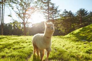 Explore Alpaca World, Nami Island, Petite France & Garden of Morning Calm - Day Tour by S. A. Tour