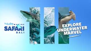 Marine Safari Bali (Oversea)
