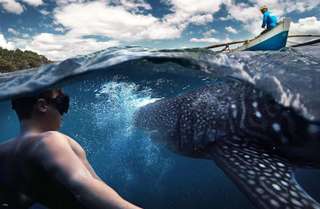 Cebu Day Tour : Oslob Whale Shark Watching and Tumalog Falls | Philippines, ₱ 2,496.64