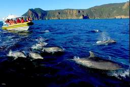 [Eco Tour] Tasman Island Cruises Full Day Tour | Tasmania, USD 181.84