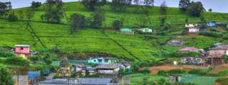 Nuwara Eliya Day Tour from Kandy