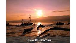 Lovina - Dolphin Swim & Watch by Best Trip, Rp 221.000