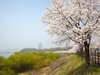 Head to Galsan Park (April only) or Yongmunsa Temple (during non-cherry-blossom season)