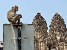 Unseen Lopburi: The Land of Monkeys Day Tour from Bangkok | Thailand, USD 61.29