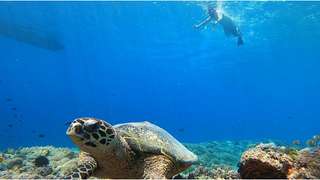 Snorkeling Explore Gili Trawangan, Rp 300.000