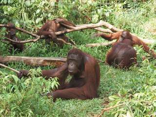 Orang Utan Island and Taiping - Day Tour