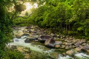 [Eco Tour] Daintree Rainforest & Cape Tribulation Day Tour from Port Douglas | Queensland