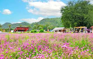 Bangkok to Khao Yai Private Charter Tour - 1 to 3 Days
