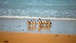 【10th Anniversary｜15% off 】Phillip Island Day Tour: Penguin Parade & Moonlit Sanctuary Wildlife Park | Melbourne, Rp 1.589.443