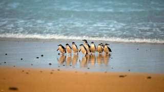 Phillip Island Day Tour: Penguin Parade & Moonlit Sanctuary Wildlife Park | Melbourne
