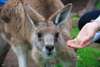 Learn about and interact with amazing Aussie animals at the Moonlit Sanctuary Conservation Park