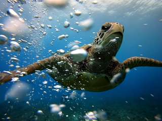 Xiaoliuqiu Diving | Fun Dive Experience Exquisite Small Group | Qinglv Bubble Diving Resort Center, Rp 473.551