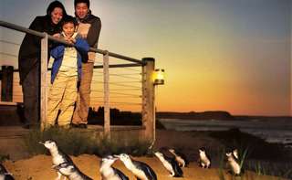 [15% OFF] [Eco Tour] Phillip Island Penguin Parade Express Tour | Victoria