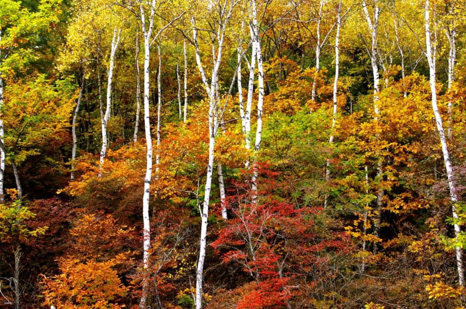 Beli Tiket Day From Tokyo Yatsugatake Chushin Kogen QuasiNational