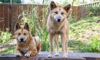 Lone Pine Koala Sanctuary General Admission Tickets