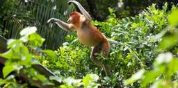 Bako National Park Day Trip - 6 Hours, SGD 100