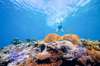 Snorkel over a magnificent reef and discover many brilliantly colored fish and other marine creatures