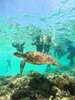 [13:00~15:30] Balicasag Snorkeling/ Sanctuary Snorkeling/ Virgin Island Photo Shooting