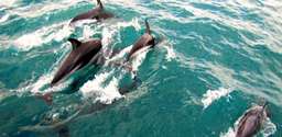 Akaroa Harbour Nature Cruise | New Zealand, Rp 1.121.929