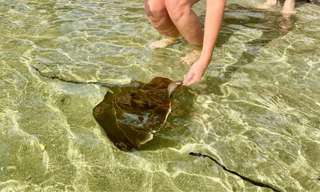Stingray Cuddles and Shallow Water Experience