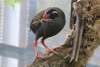 See exotic creatures like the Okinawa rail (30 mins)