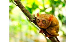 Tangkoko Tour Bitung - Manado, RM 194