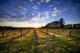 [Eco Tour] Mornington Peninsula Food & Wine Tasting Tour | Victoria, Rp 2.029.498