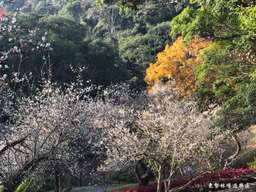 Dongshi Forest Farm & Aliang Mushroom Garden Forest Walking Day Tour｜Departure from Taichung
