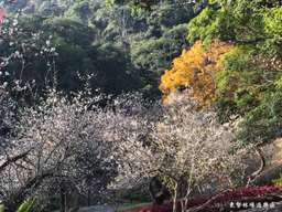 Tour ngày đi bộ trong rừng Dongshi Forest Farm & Aliang Mushroom Garden｜Khởi hành từ Đài Trung