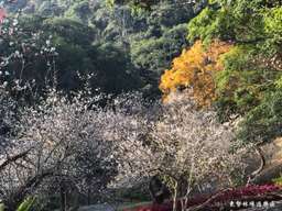 Tour ngày đi bộ trong rừng Dongshi Forest Farm & Aliang Mushroom Garden｜Khởi hành từ Đài Trung, 1.475.527 VND