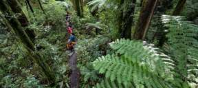 ทัวร์โหนสลิงในป่าโรโตรัว | นิวซีแลนด์