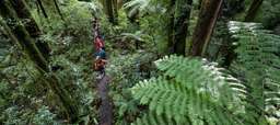 Rotorua Forest Zipline Canopy Tour | New Zealand, Rp 1.692.564