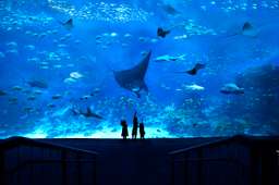 COMBO: S.E.A. Aquarium + Gardens by the Bay, Rp 806.790