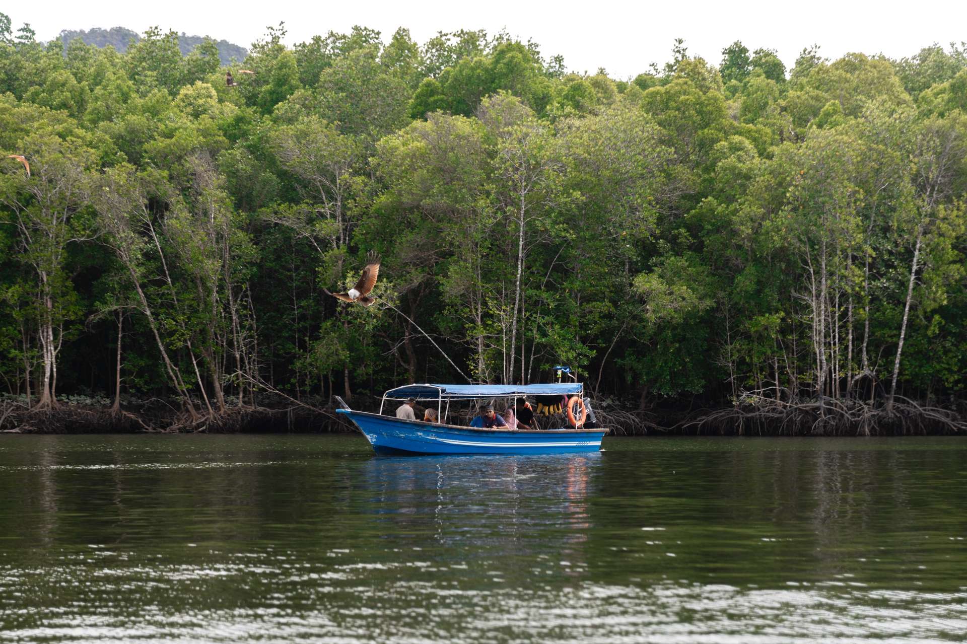Buy Royal Mangrove Tour in Langkawi Tickets April 2024
