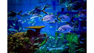 Marine Safari Bali Tour include Lunch at d'Tukad River Club - Private 8 Hour Tour, THB 1,382.25
