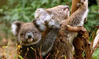 Great Ocean Road Day Tour with Melbourne Transfers